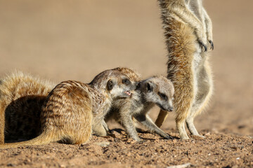 Fototapeta premium Meerkats playing in the Kalahari (Kgalagadi)