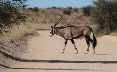 Gemsbok in the Kalahari (Kgalagadi)