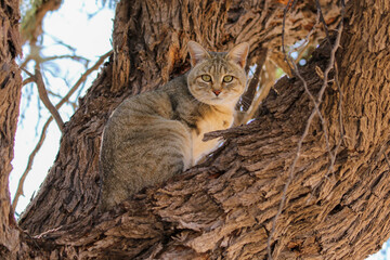 African wildcat in a tree in the Kalahari (Kgalagadi)