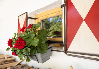 Fototapeta na wymiar A window with a reflection and flowers of geraniums in a planter, decorated in the national red and white Austrian style