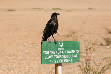 Cape Crow on a sign in the Kgalagadi