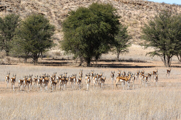 Fototapeta na wymiar Springbok herd in the Kalahari (Kgalagadi)
