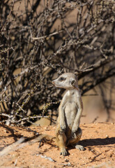 Cute baby meerkat, Kalahari (Kgalagadi)