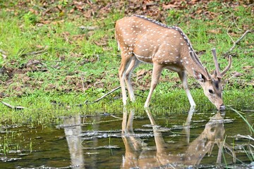 Wildlife in Willpattu