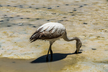 Wild fauna in the red lagoon in the bolivian altiplano