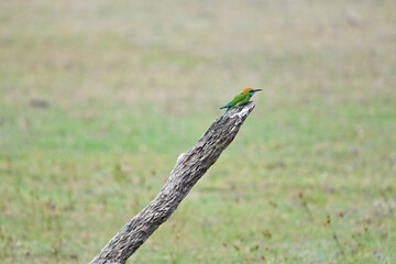 Wildlife in Willpattu