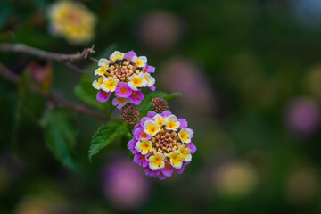 Beautiful  floral garden and flowers stock photo