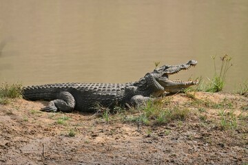 Wildlife in Willpattu