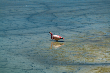 Wild fauna in the red lagoon in the bolivian altiplano