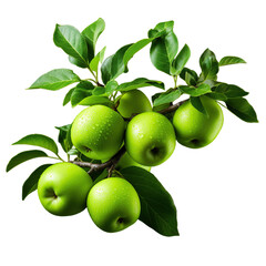 Apple tree branch with green apples and leaves