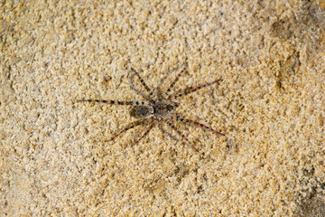 spider on the ground