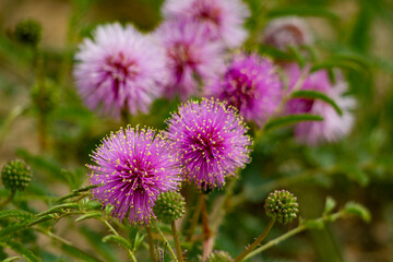 multiple catclaw sensitive briars in bloom