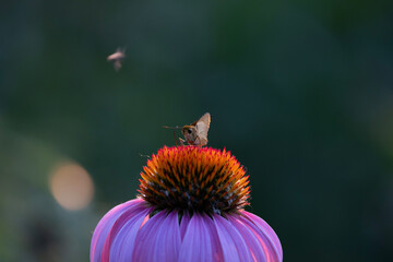 pollinating moth on top of a flower
