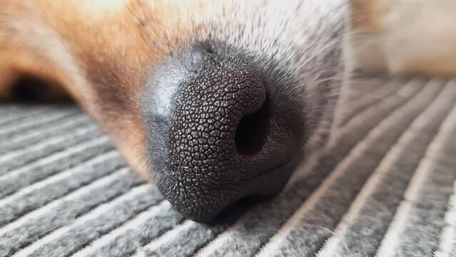 Close-up of sleeping dog's nose. Large black nose of brown domestic mongrel dog. Secret Life of Pets. Dog lifestyle. Peaceful sleep of animal. Normal sleep duration.