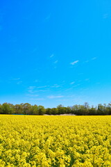 Fototapeta premium 長池憩いの森公園の菜の花と青空