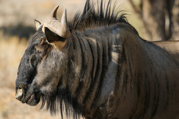 Blue Wildebeest in the Kalahari (Kgalagadi) 