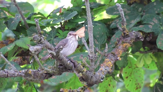 A grey flycatcher with a butterfly in its beak sits on a tree branch.Bird watching. Taking care of the chicks. Video