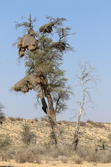 Tree with sociable weavers nests, Kalahari (Kgalagadi)
