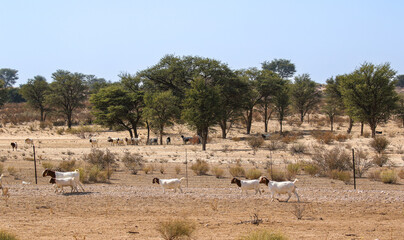 Goat farming in the Kalahari, South Africa 