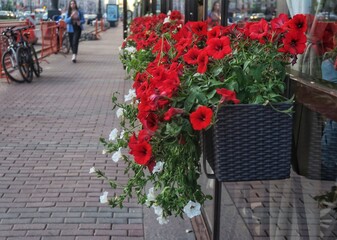 flowers on a street