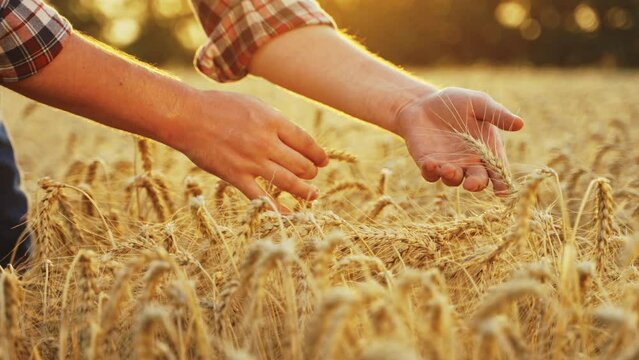 Farmer touches, checks a bunch of ripe cultivated wheat ears. Agronomist hands examining cultivated cereal crop before harvesting in barley field. Rancher in rye farmland. Organic farming harvest.