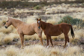 Wild horses in the Kalahari 