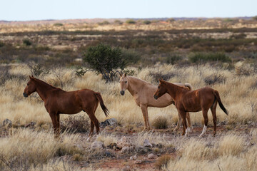 Wild horses in the Kalahari 