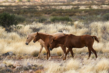 Wild horses in the Kalahari 