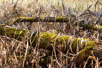 Brown plants and green moss growing on and around fallen trees next ot Schallbrunner Weiher, a lake near Kaiserslautern, Germany.