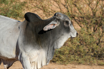 Large Brahman bull, cattle farming in the Kalahari 