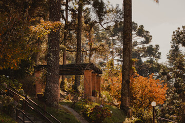 wooden pergola in the garden