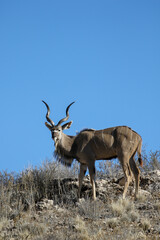 Kudu bull in the Kalahari (Kgalagadi)