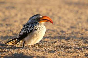 Southern Yellow-Billed Hornbill in the Kalahari morning sun (Kgalagadi)