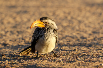 Southern Yellow-Billed Hornbill in the Kalahari morning sun (Kgalagadi)