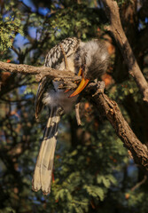 Southern Yellow-Billed Hornbill in the Kalahari morning sun (Kgalagadi)