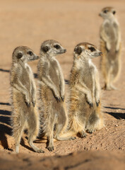 Meerkat standing in the morning sun, Kalahari (Kgalagadi)