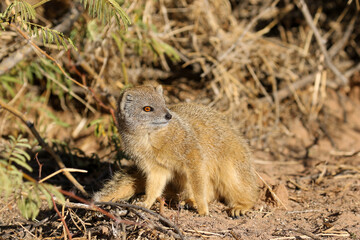 Naklejka na ściany i meble Yellow Mongoose sitting in the morning sun, Kalahari (Kgalagadi) 