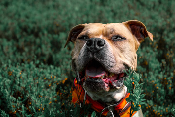 portrait of amstaff american staffordshire dog on green background with plants