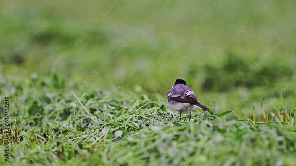 Wall mural White Wagtail - Motacilla alba, small popular passerine bird from European fileds, meadows and wetlands, Ukraine.