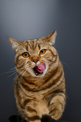 Fototapeta premium British cat of marble chocolate color licks