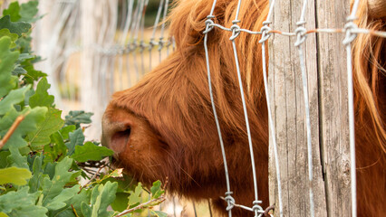 extreme close up of a brown scottish highlander cow trying to eat the leaves through the fence at the mookerheide nature reserve in limburg, the netherlands