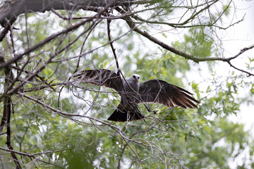 Mississippi kite taking flight