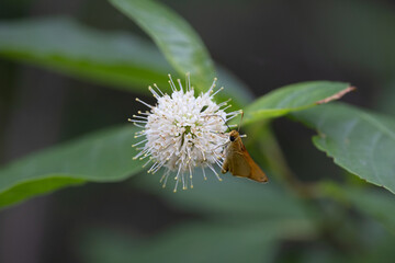 pollinating moth on a buttonbush flower