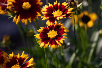 red and yellow flowers