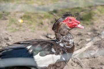 portrait d'une poule à tête rouge dans un élevage