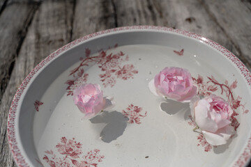 Roses flottante dans un grand plat ancien plein d'eau