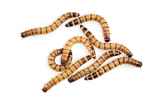 Worms larvae zophobas isolated on white background. Food for exotic animals. Top view. Flat lay