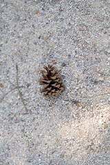 pomme de pin tombé au sol sur le sable
