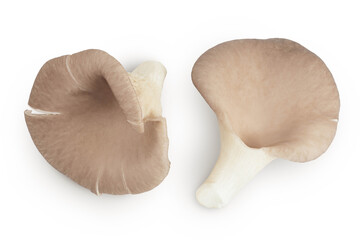 Oyster mushrooms isolated on white background with full depth of field. Top view. Flat lay © kolesnikovserg