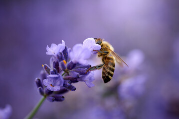 bee collects nectar on lavender flowers - Powered by Adobe